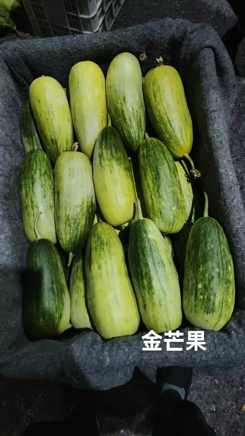 山东昌乐星甜金芒果甜瓜大量上市欢迎全国合作