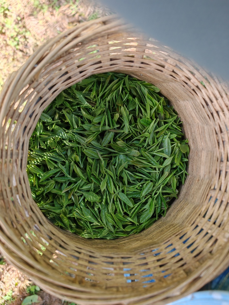 安徽泾县高山绿茶