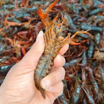 小龙虾