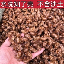 蝉蜕水洗不含沙土知了皮金蝉衣蝉衣蝉退蝉壳