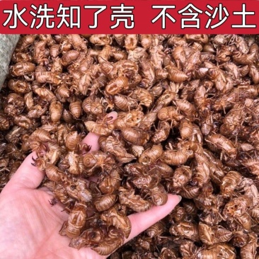 蝉蜕水洗不含沙土知了皮金蝉衣蝉衣蝉退蝉壳