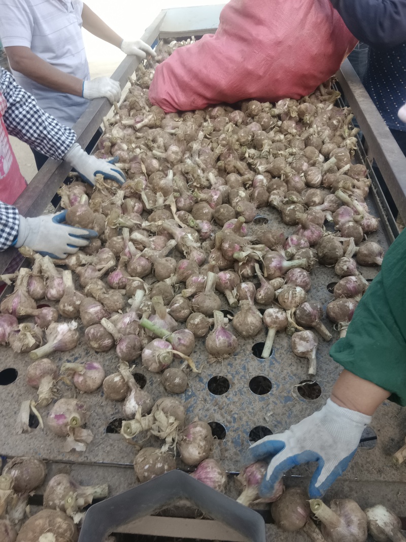 河南毛蒜大混级大量现货供应电商市场加工厂