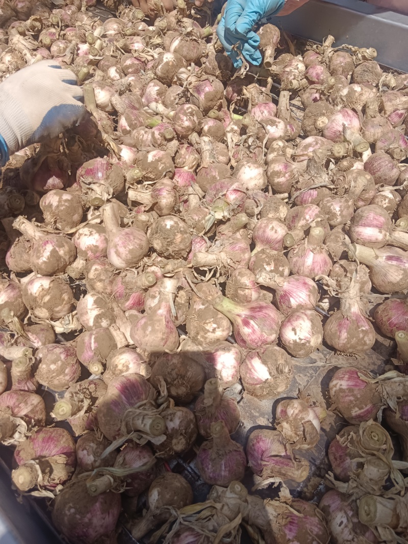 河南毛蒜大混级大量现货供应电商市场加工厂