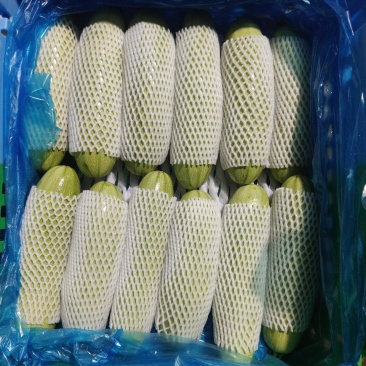 精品西葫芦大量上市