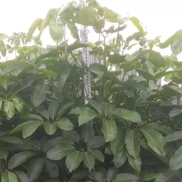 大叶伞澳洲鸭脚木绿化苗木产地直发量大优惠