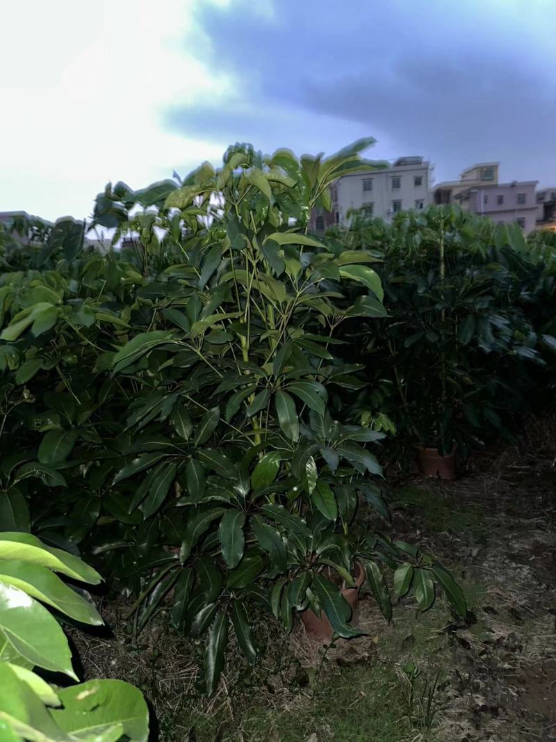 大叶伞澳洲鸭脚木绿化苗木产地直发量大优惠