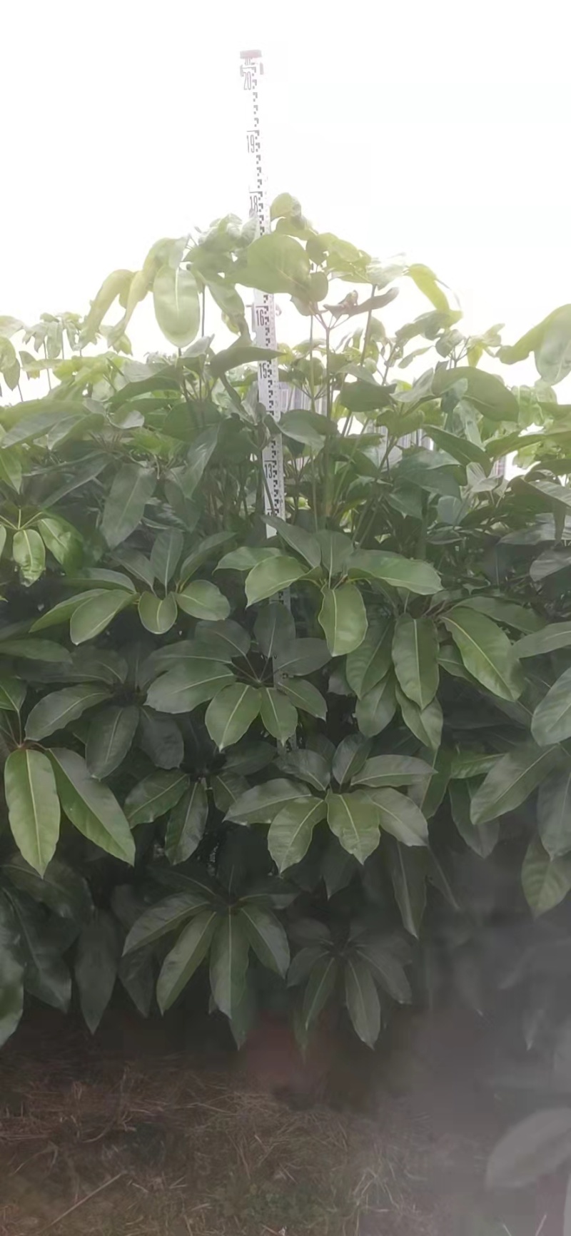 大叶伞澳洲鸭脚木绿化苗木产地直发量大优惠