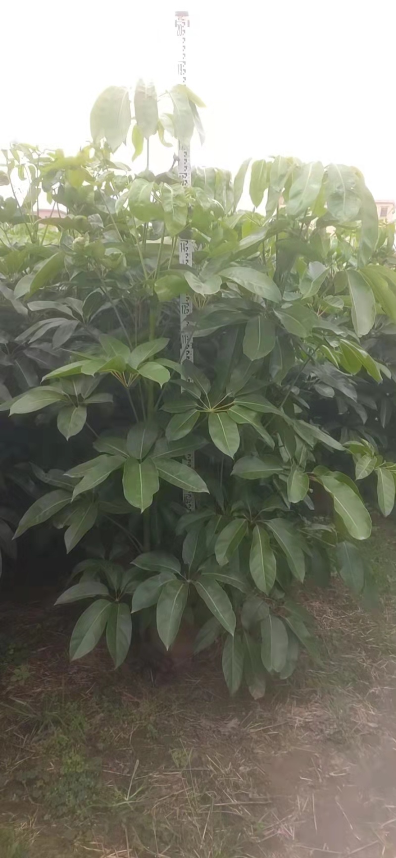 大叶伞澳洲鸭脚木绿化苗木产地直发量大优惠