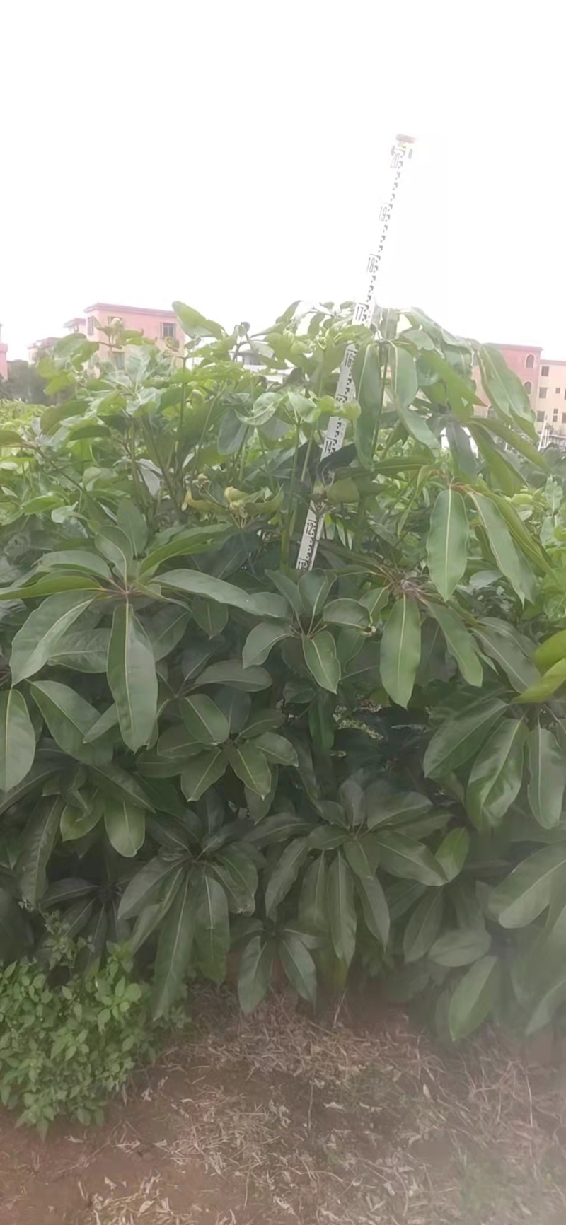 大叶伞澳洲鸭脚木绿化苗木产地直发量大优惠