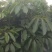 大叶伞澳洲鸭脚木绿化苗木产地直发量大优惠