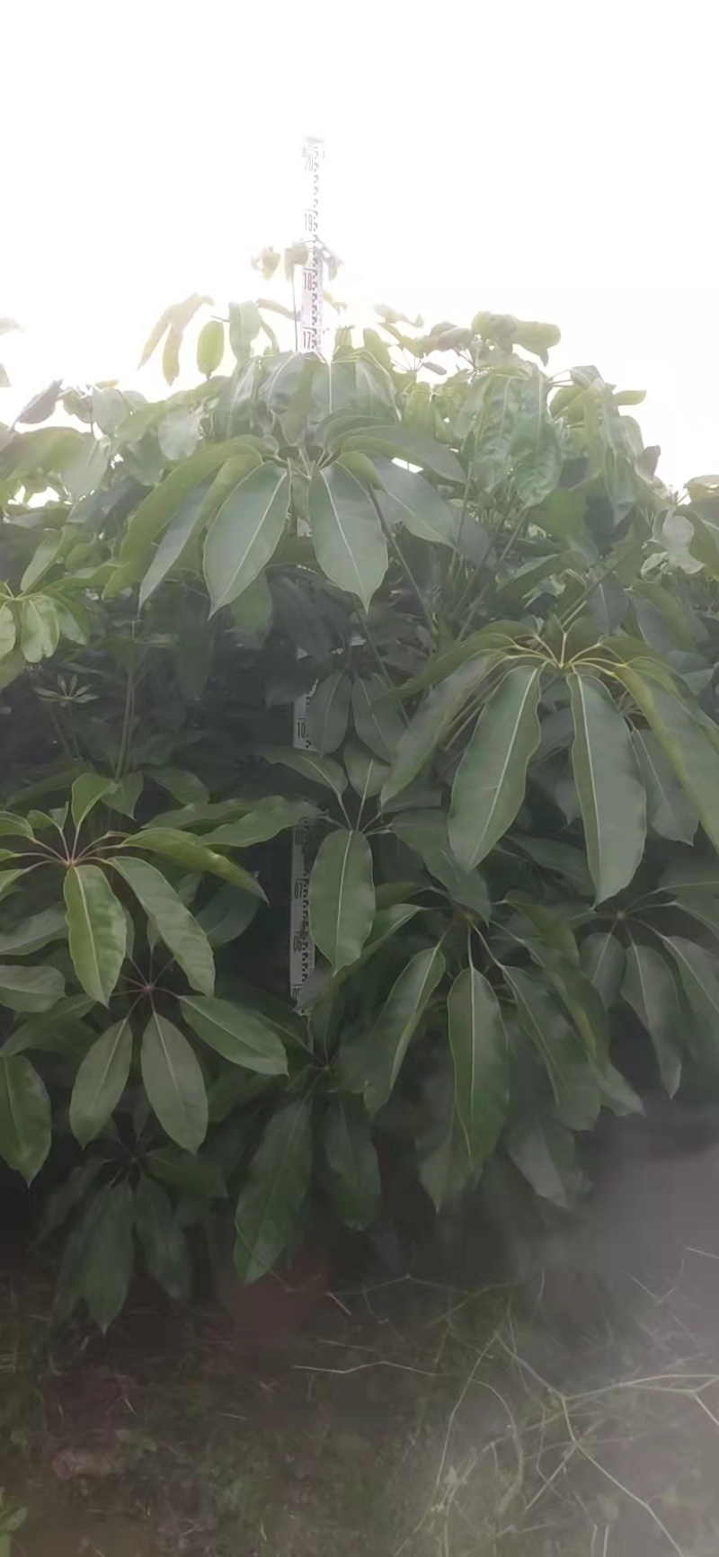 大叶伞澳洲鸭脚木绿化苗木产地直发量大优惠