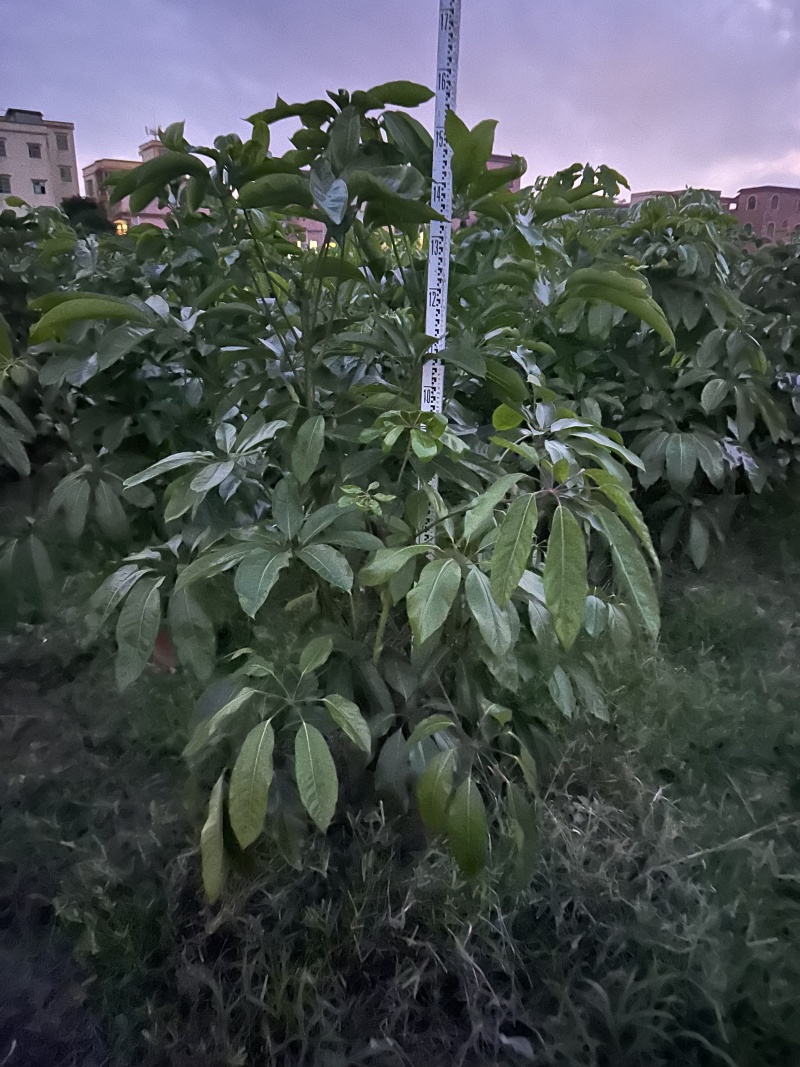 大叶伞澳洲鸭脚木绿化苗木产地直发量大优惠