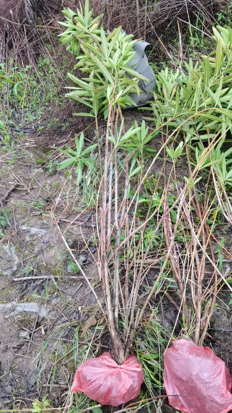 夹竹桃