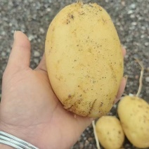 新土豆