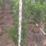火山榕绿化苗木景观榕树火山榕造型景观树基地直发