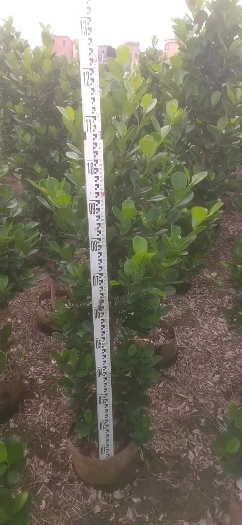 火山榕绿化苗木景观榕树火山榕造型景观树基地直发