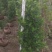 火山榕绿化苗木景观榕树火山榕造型景观树基地直发
