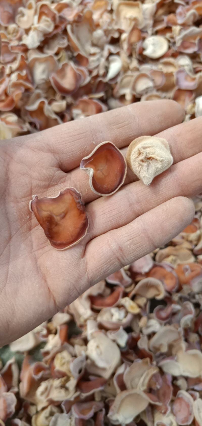 粉木耳贵妃欢迎各界电商前来合作特别欢迎电商同志