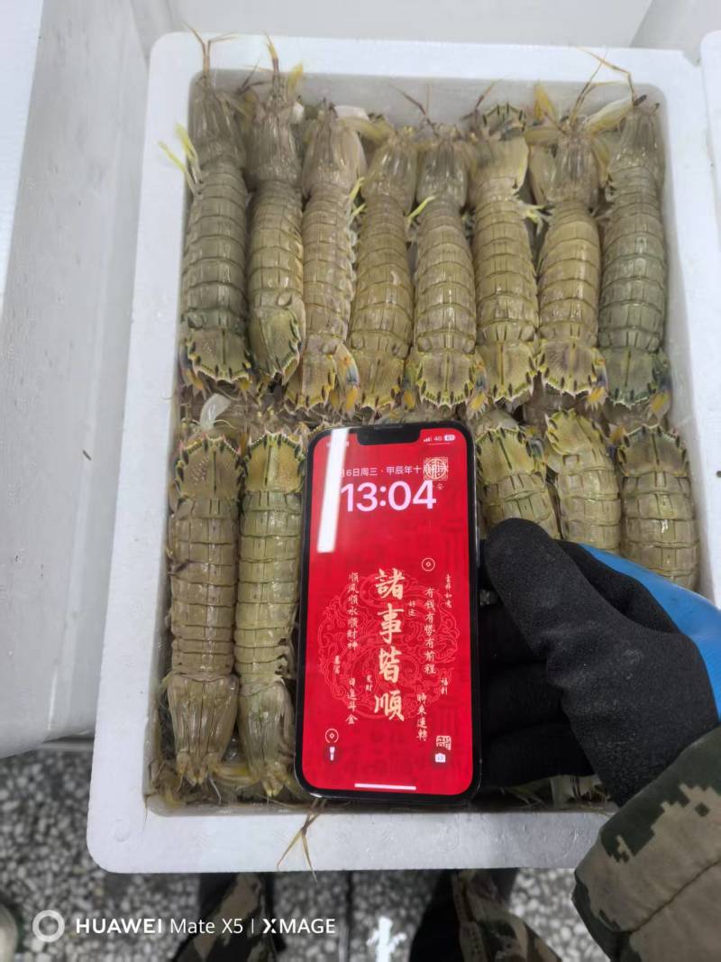皮皮虾，生冻皮皮虾，虾爬子，单冻虾爬子自助餐手选
