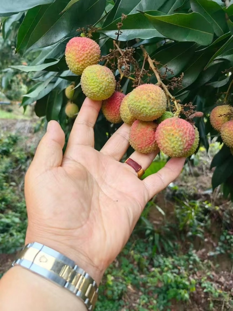 妃子笑荔枝