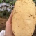 黄心土豆大量上市原产地直发