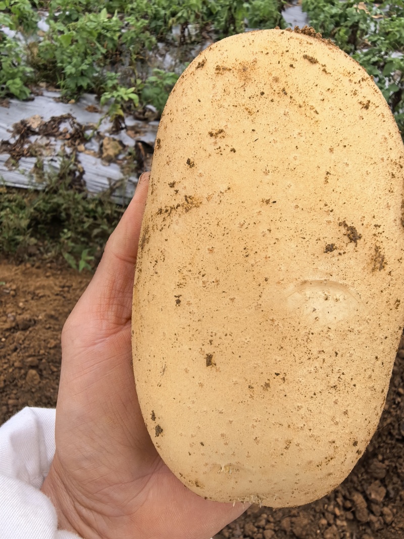 黄心土豆大量上市原产地直发