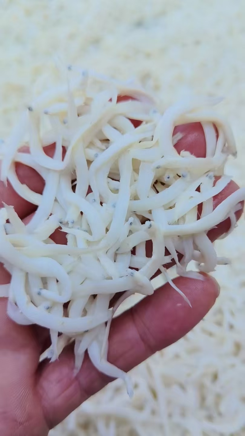 银鱼干，满油满籽，团购，电商鱼干，银鱼干，小鱼干