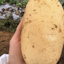 黄心土豆大量上市原产地直发