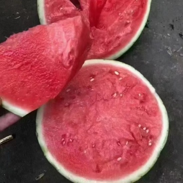 大棚无籽美都