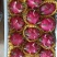 火龙巢代办，诚信经营，一次合作终身朋友