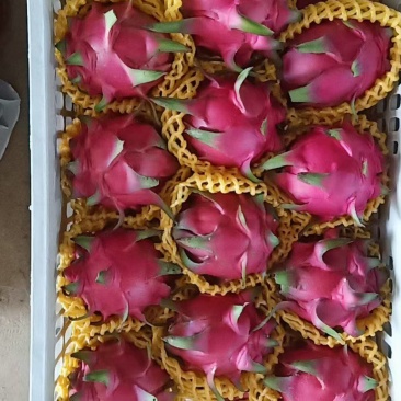 火龙巢代办，诚信经营，一次合作终身朋友