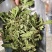 薄荷叶精选新货薄荷叶中药材全薄荷段天然无硫散装批发
