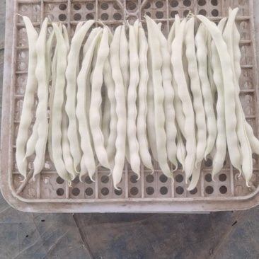 河南芸豆，白不老，品质好，视频看货，线上保障交易