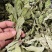 薄荷叶精选新货薄荷叶中药材全薄荷段天然无硫散装批发