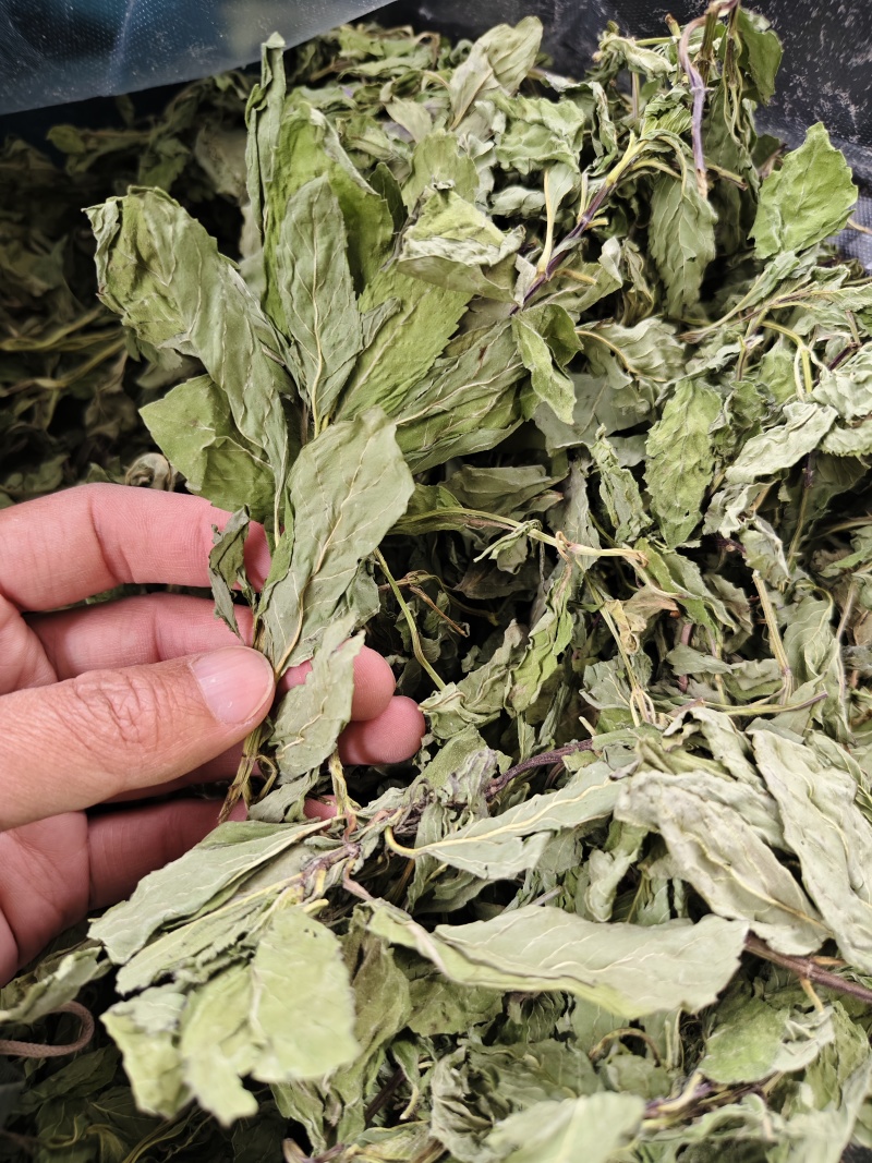 薄荷叶精选新货薄荷叶中药材全薄荷段天然无硫散装批发