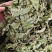 薄荷叶精选新货薄荷叶中药材全薄荷段天然无硫散装批发