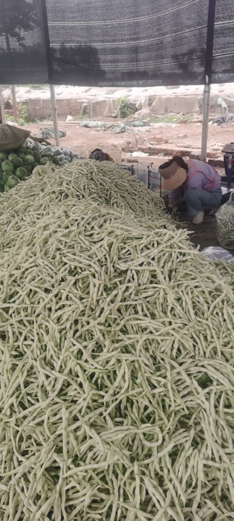 河南芸豆，白不老，品质好，视频看货，线上保障交易