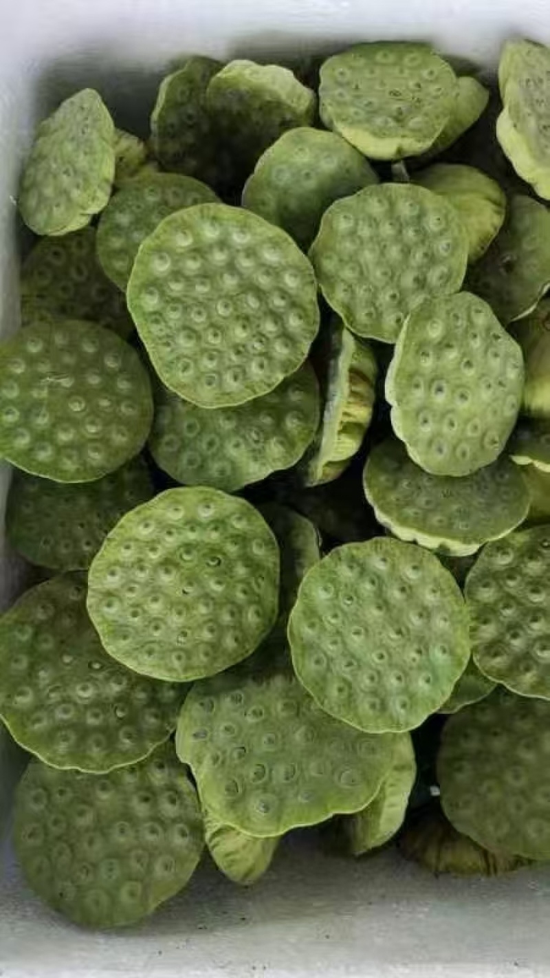 新出新鲜水果莲蓬大量现货，新鲜莲蓬头海南基地直供莲蓬现摘