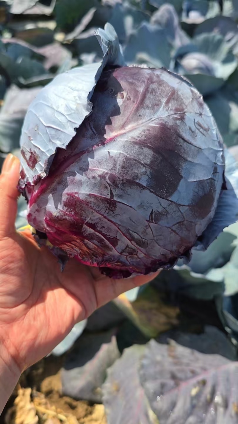 甘肃紫甘蓝，大量有货，大量供应，产地直发，电商市场超市