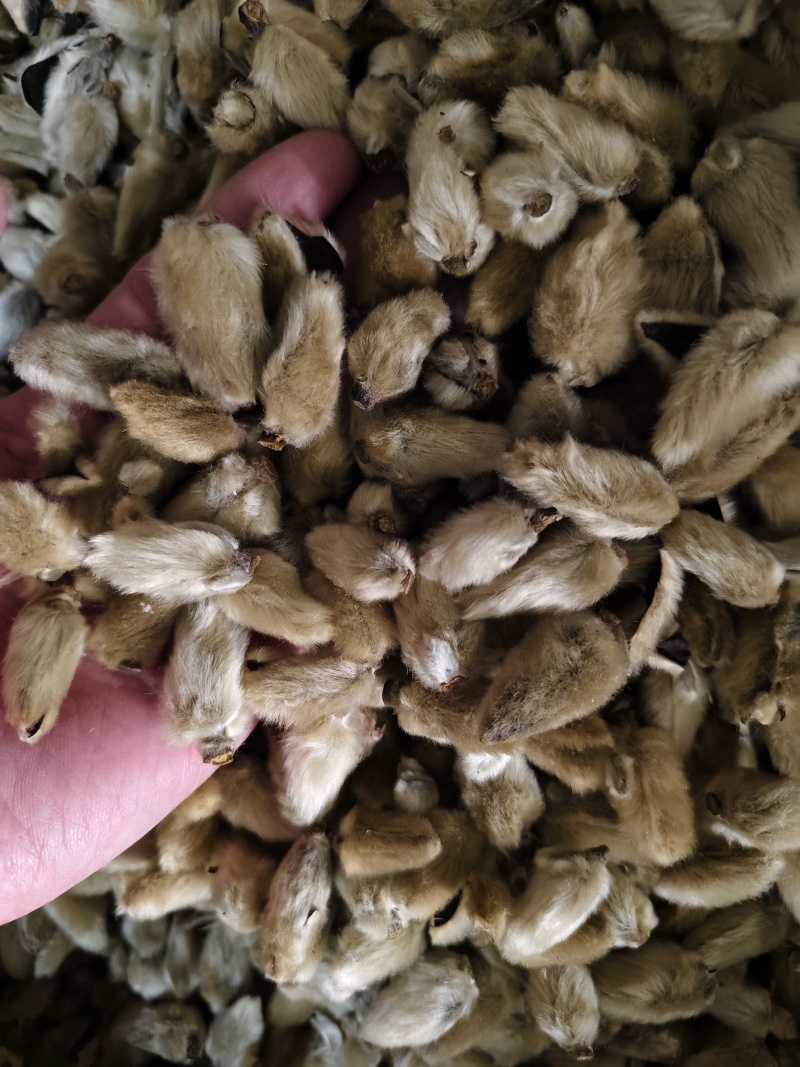 辛夷花中药材正品无硫辛夷花毛桃枕芯辛夷花香料散装批发