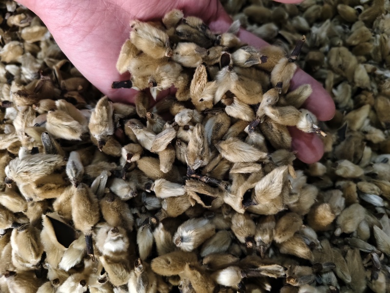 辛夷花中药材正品无硫辛夷花毛桃枕芯辛夷花香料散装批发