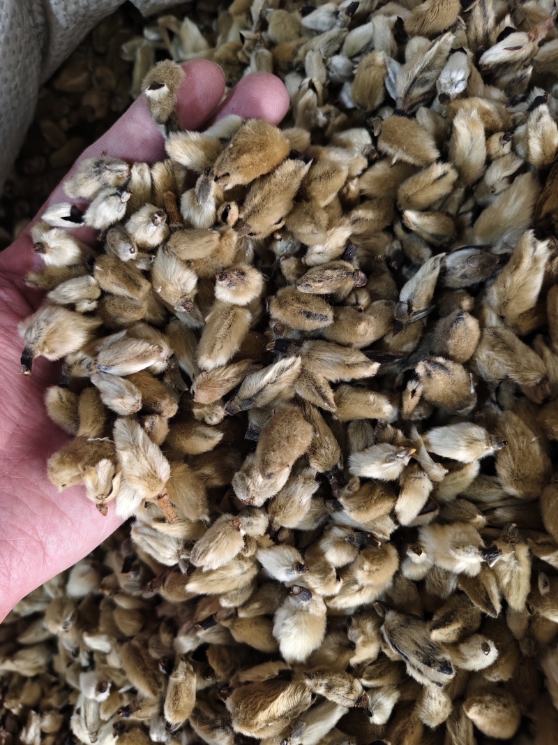 辛夷花中药材正品无硫辛夷花毛桃枕芯辛夷花香料散装批发