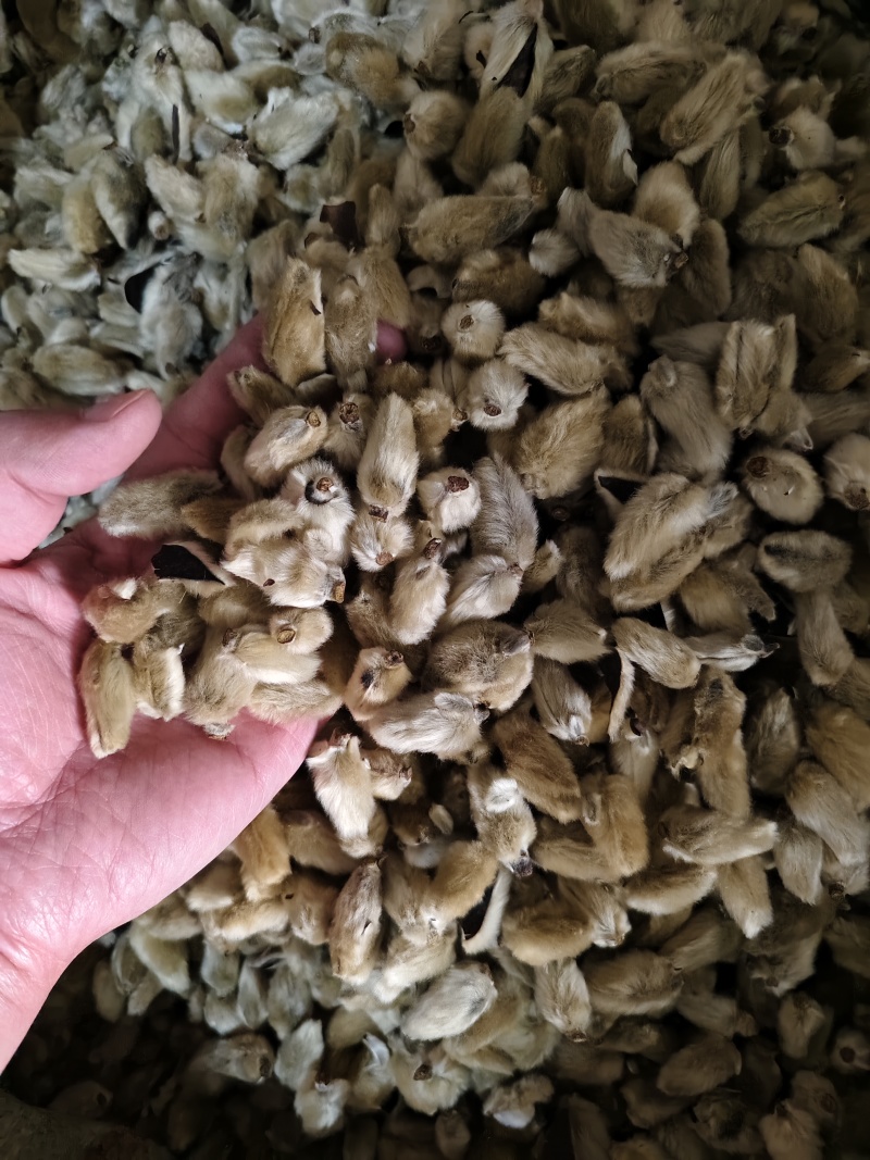 辛夷花中药材正品无硫辛夷花毛桃枕芯辛夷花香料散装批发