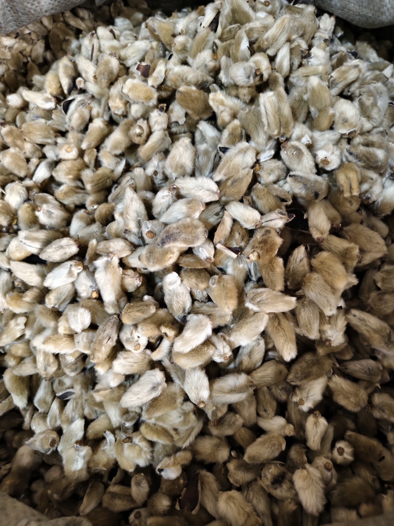 辛夷花中药材正品无硫辛夷花毛桃枕芯辛夷花香料散装批发