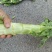 各种蔬菜