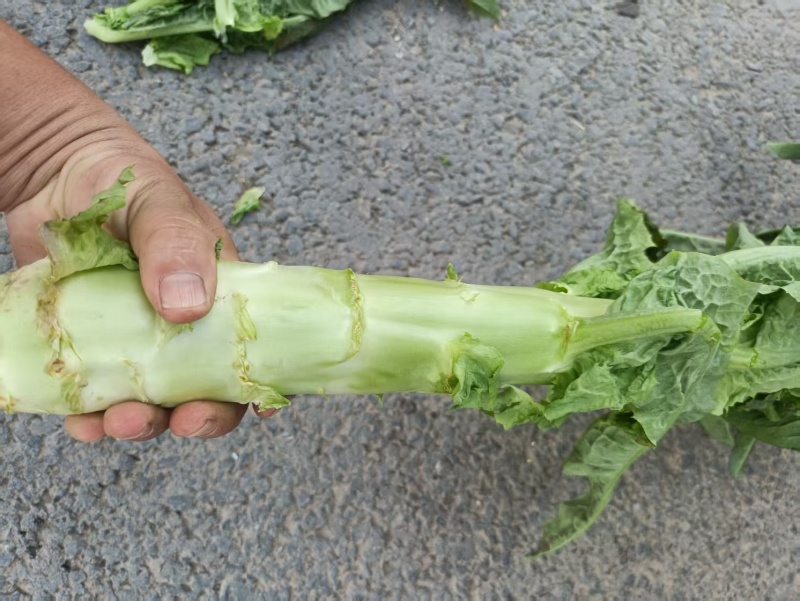 各种蔬菜