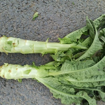 各种蔬菜