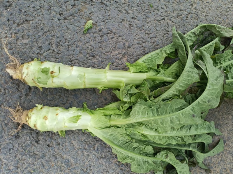 各种蔬菜