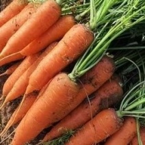 河北衡水胡萝卜承接各大平台各种包装质量保证价格从优