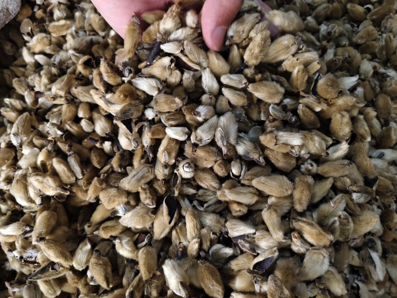 辛夷花中药材正品无硫辛夷花毛桃枕芯辛夷花香料散装批发